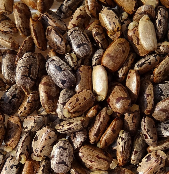 Datei:Manihot-esculenta-seeds--Tom-Rulkens--CC-BY-SA.jpg